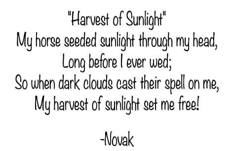 Harvest of Sunlight, poem by Kim Novak, 2021