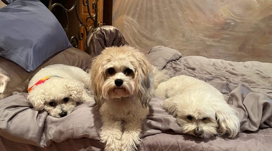 Kim's Pack - Pebbles, Patches, and Harley